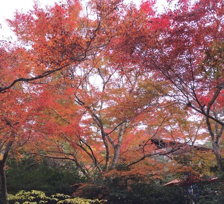 紅葉谷のもみじ