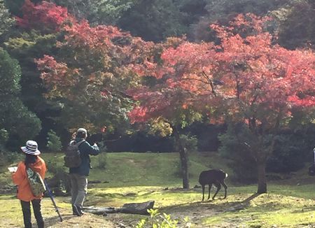 鹿と紅葉